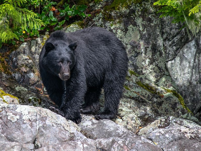 Vancouver Island Black Bear, Tofino BC | Smithsonian Photo Contest