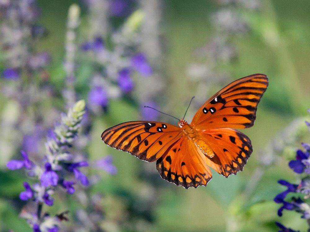 Gulf_Fritillary_in_Flight_0571.jpeg