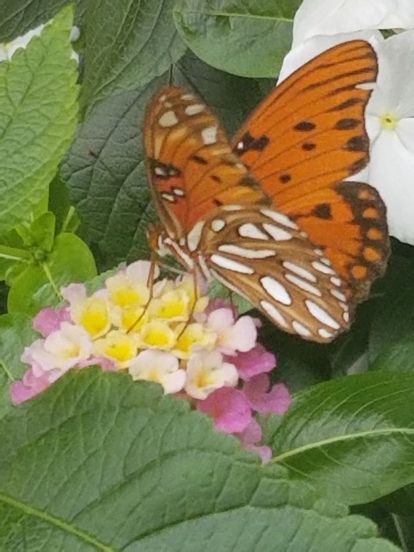 Butterfly In Bloom thumbnail