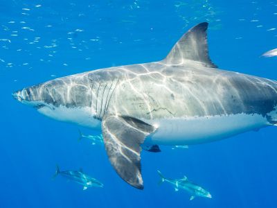 New research examining Mexican fishermen’s catches suggests the Gulf of California may be an overlooked great white shark nursery or pupping ground. 