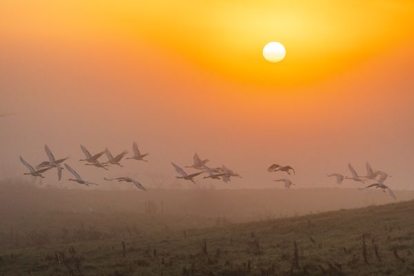 Sunrise and crane flight thumbnail