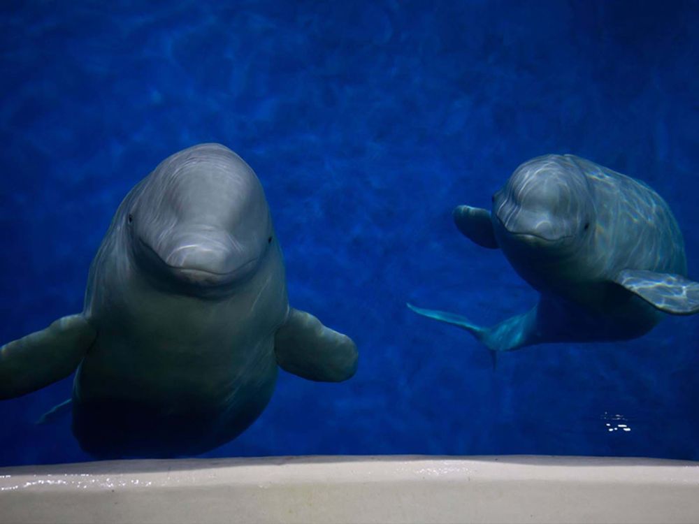 cutie belugas.jpg