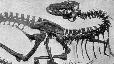 The tyrannosaur Gorgosaurus in a classic death pose (although note that the tail is almost entirely missing and speculatively reconstructed).