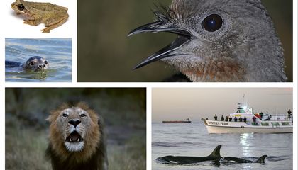 Five Dramatic Ways Animals Respond to Human Noise, From Mimicking Car Alarms While Wooing Mates to Calling Higher Over the Din of Traffic