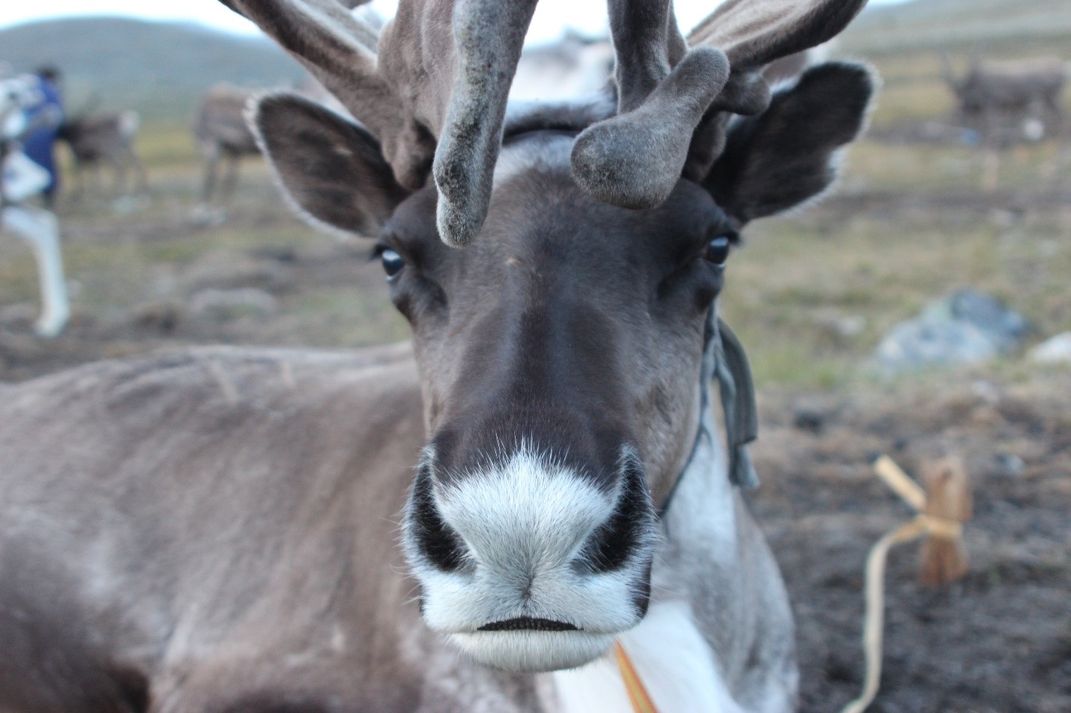 Reindeer