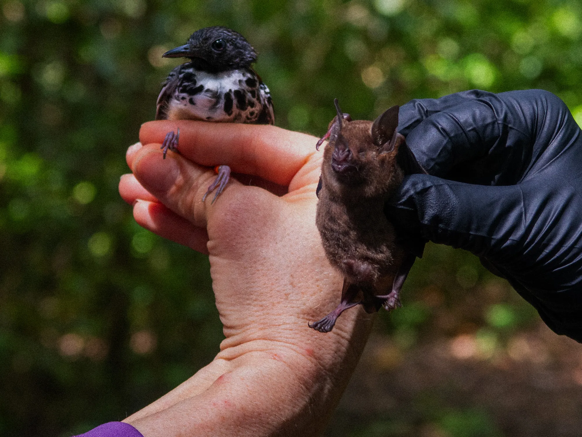 birds-by-day-bats-by-night-paired-long-term-census-of-bats-and-birds