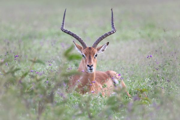 Kenyan Impala thumbnail