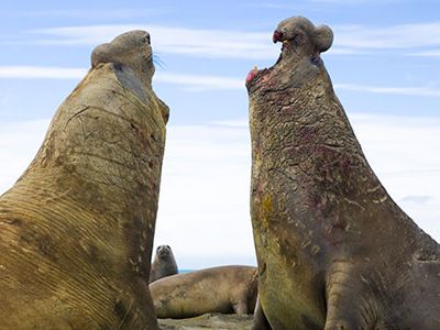 Big Southern elephant seal bulls (Mirounga leonina) fighting for females on beach during breeding season in spring.
