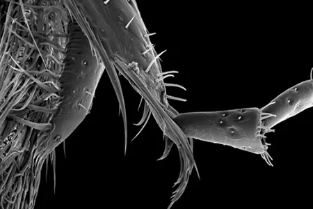 Photographer Rose-Lynn Fisher uses a powerful scanning electron microscope to capture all of a bee’s microscopic structures in stunning detail. Above: a bee’s antennae sockets, magnified 43 times.