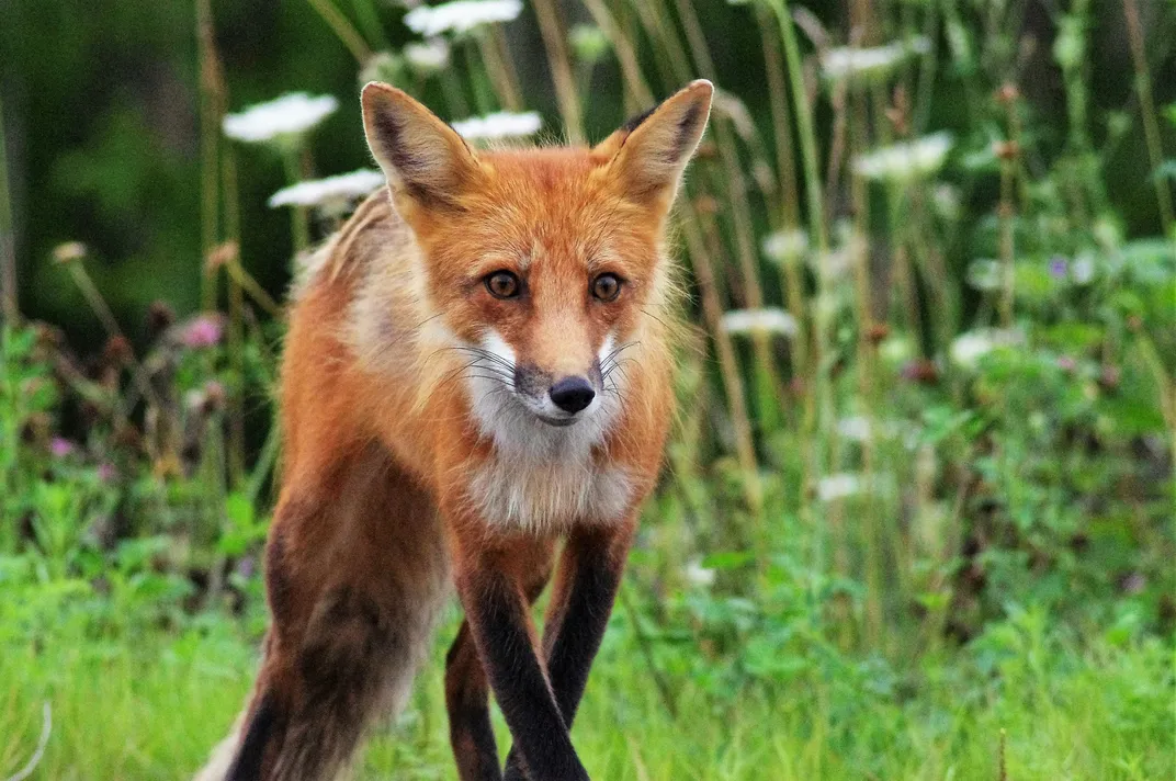 5 - With its bright fur and bushy, white tail, Canada’s red fox is one of the nation’s best-loved animals.