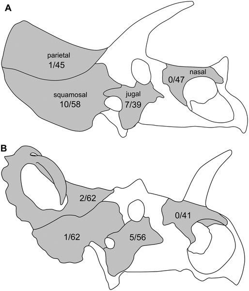 20110520083117dinoskulls.jpg