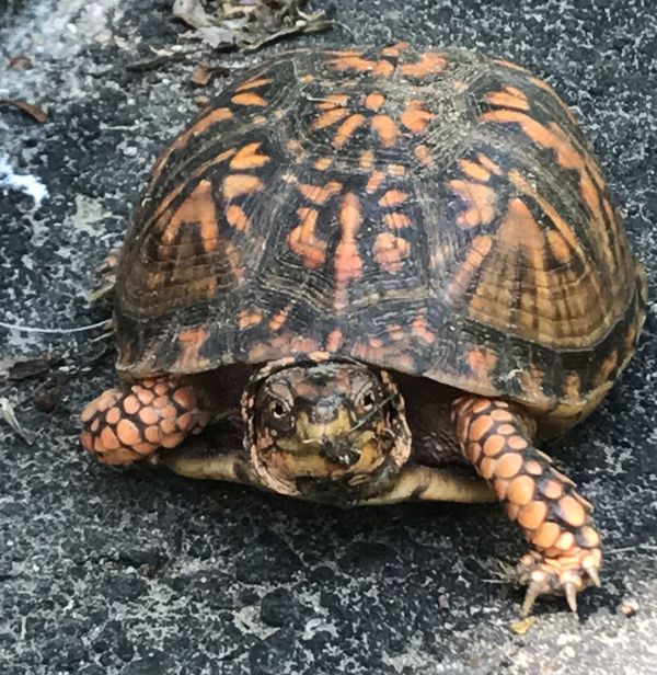 Box turtle walking down the driveway thumbnail