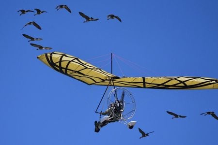 Tens of millions of years of bird evolution guided some of the most important elements of human-powered flight. (Pixabay)