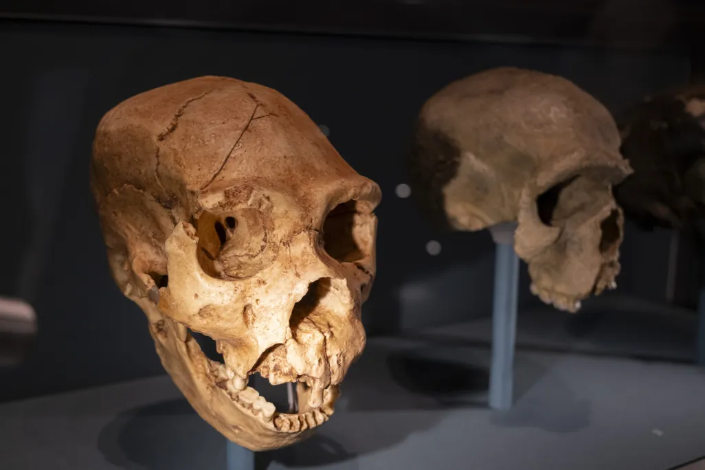 Two Neanderthal skulls in a museum