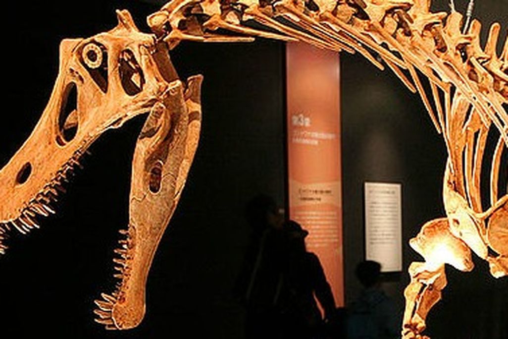 A reconstruction of Irritator