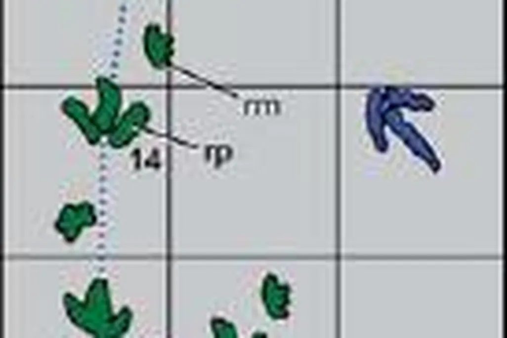 20110520083152dinosaur-tracks.jpg