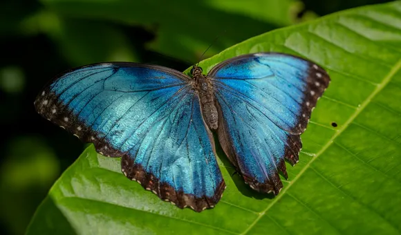 1_A6701600_Morpho butterfly_Connor Evans-Blake copy.jpg