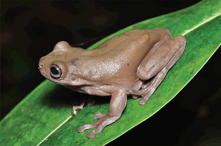 A photo of a milk chocolate colored frog sitting on a leaf