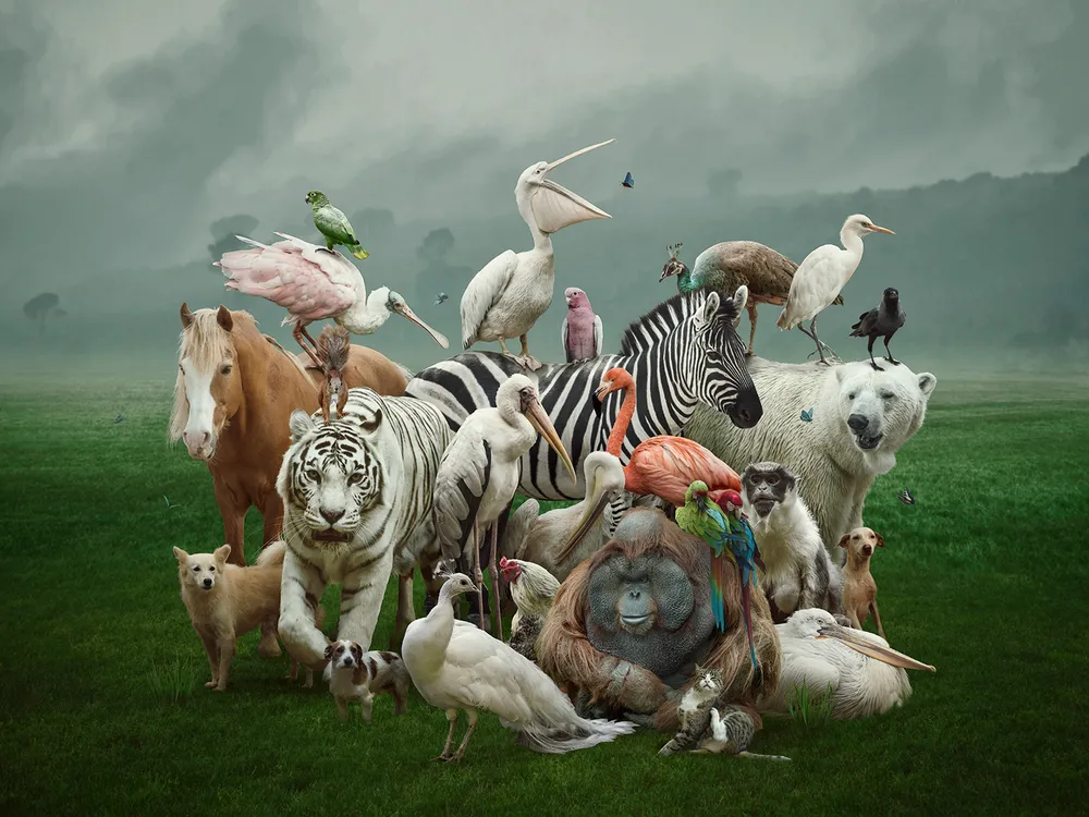 Collection of Animals