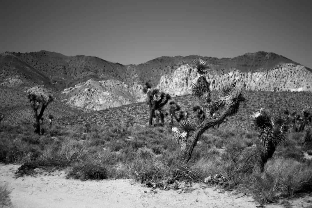 death by cactus 1000 ways to die video death by cactus 1000 ways to die video