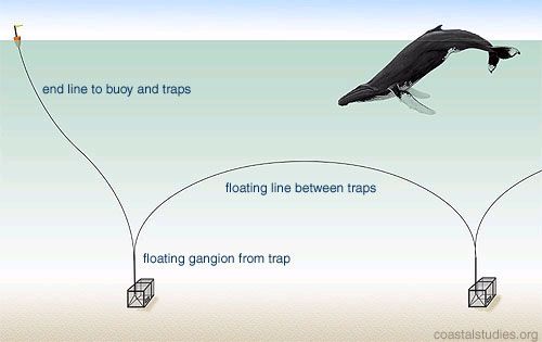 This Lobster Trap Aims to Protect Endangered Whales — and Fishers'  Livelihoods, Innovation