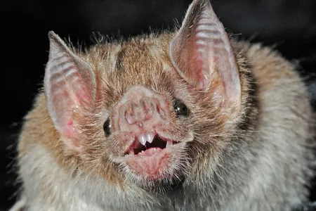 The common vampire bat (Desmodus rotundus) is one of 1,500 species of bats around the world.