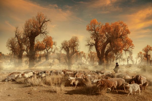 The shepherd in Desert Poplar Forest thumbnail