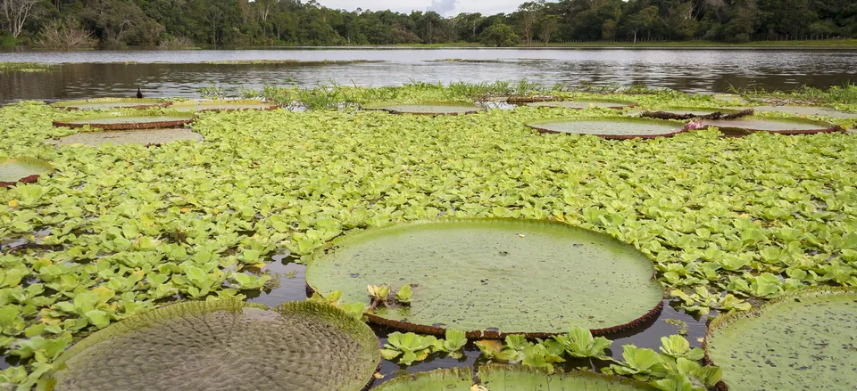  Amazon River lily pads 