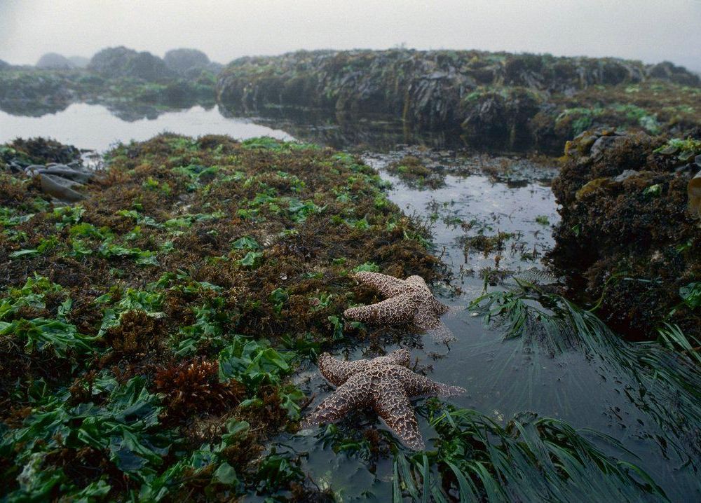 ochre sea stars