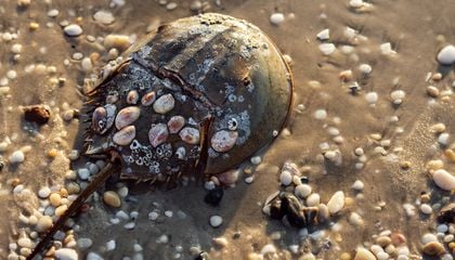Horseshoe Crab Blood Has Long Helped Us Make Safe Medicines. Now, Alternatives That Spare the Ancient Creatures Might Be Breaking Through