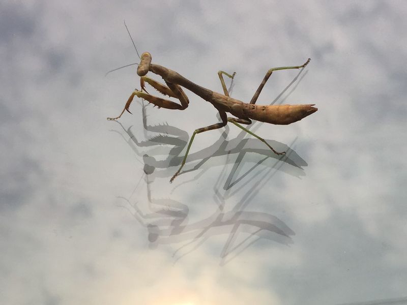 Praying Mantis My garden helper, with reflections, on east garden