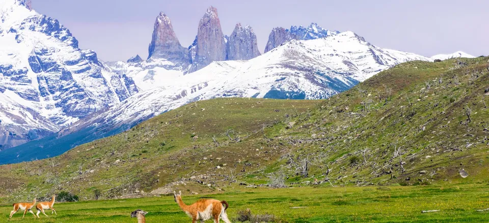  Guanaco in Torres del Paine National Park 