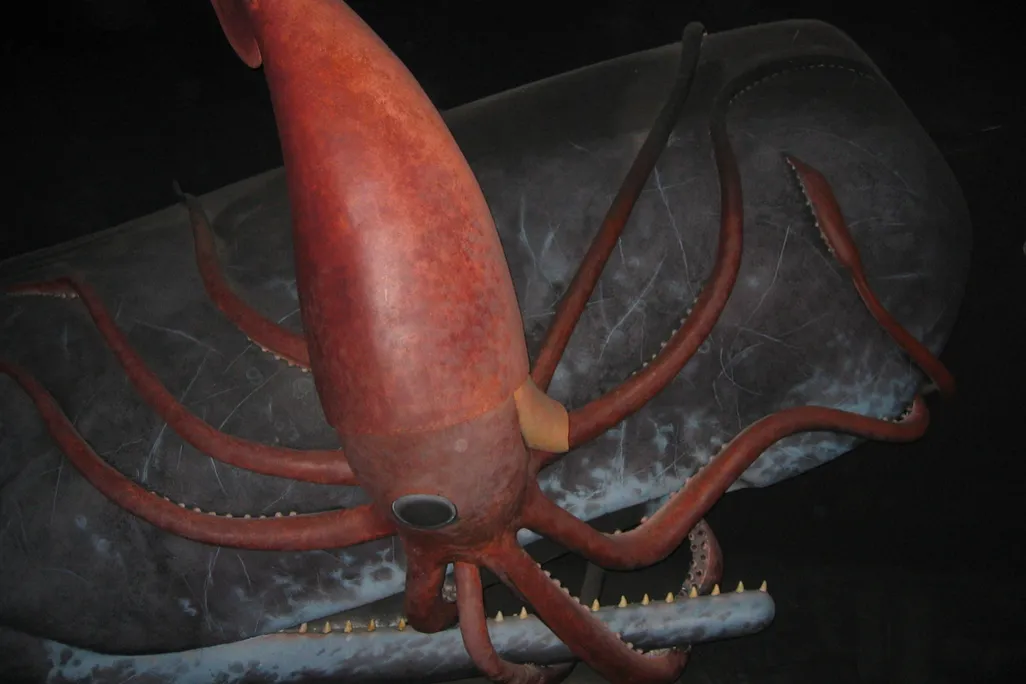 giant squid