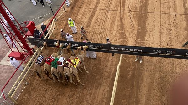 An aerial photo of Camels at Race Track in Dubai thumbnail