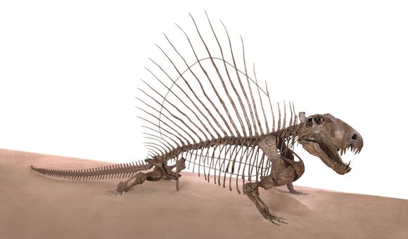 Dimetrodon.jpg