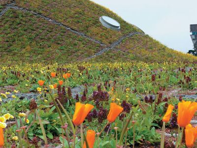The rebuilt museum boasts an innovative green roof, home to poppies, yellow tidytips and other native plants.