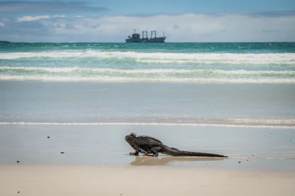 Isabela’s shoreline wanderer thumbnail