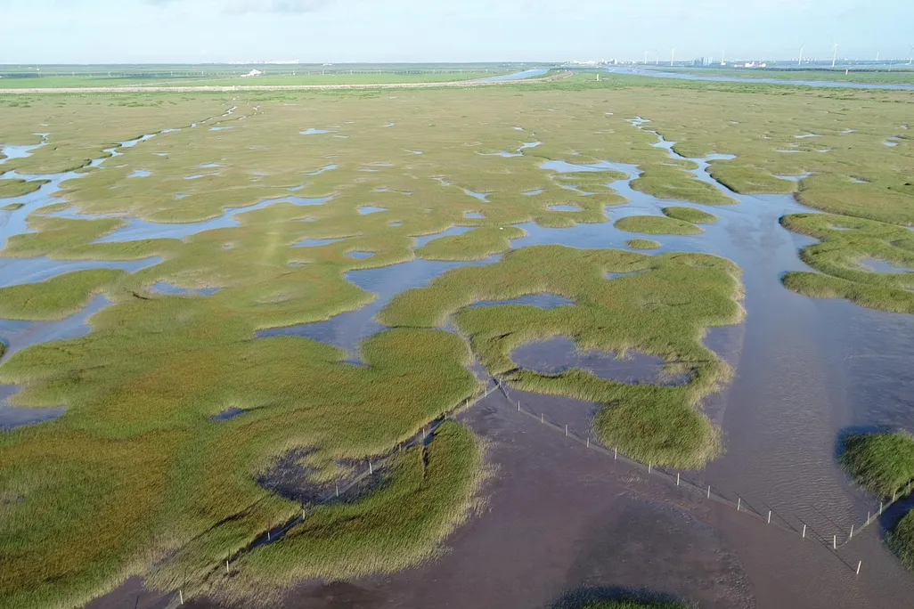 The photo shows a salt marsh ecosystem. The marsh is broken up by green land with small pools of water in the center