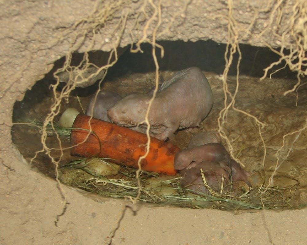 Naked Mole-Rats Eating