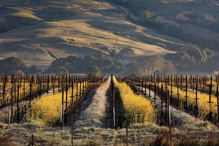 Anderson Valley Vineyards