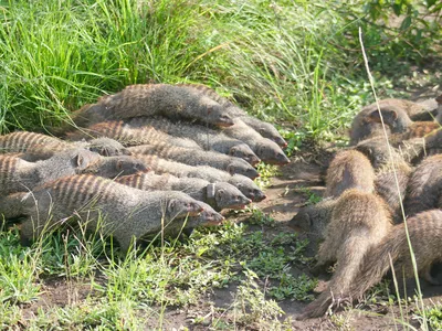 Two banded mongoose groups face off.
