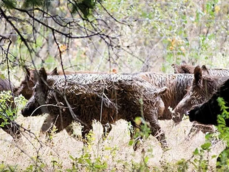 The threat to the world's largest wild animals is much greater than we  thought