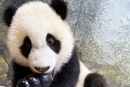 Beginning next month, visitors will be able to meet baby panda cub Xiao Qi Ji in person.When the Zoo opens on May 21, visitors will be able to meet baby panda cub Xiao Qi Ji in person. But fair warning—he might be napping.