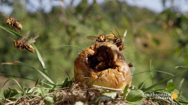 Preview thumbnail for Fascinating: Hornets Build an Elaborate Nest Inside a Tree