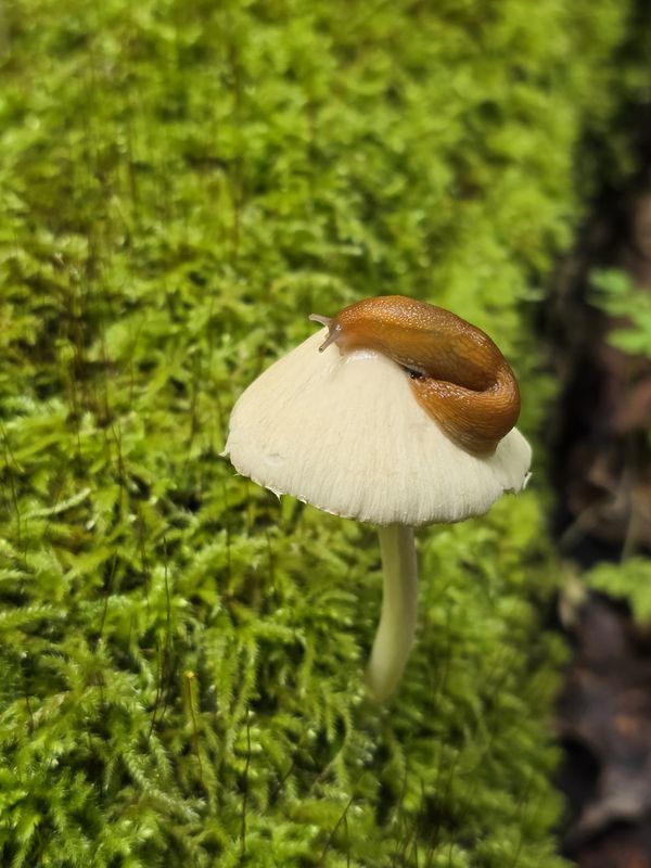 Slug posing on a mushroom thumbnail