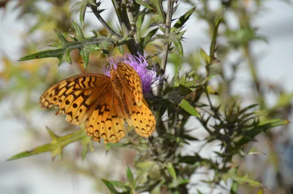 Determined Butterfly thumbnail