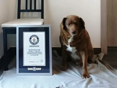 Bobi now holds two records for the oldest living dog and the oldest dog ever.
