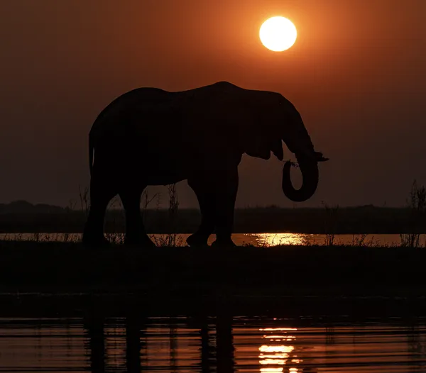 14) Elephant sunset thumbnail