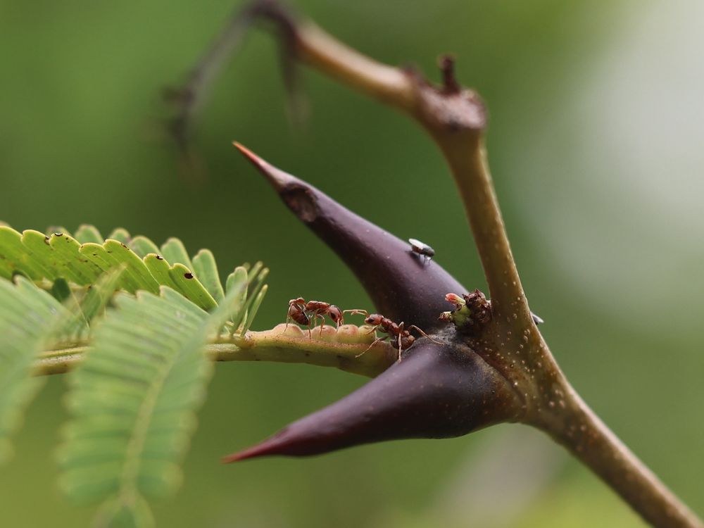Mutualism Under Pressure: New Research in Panama Shows a Plant's ...