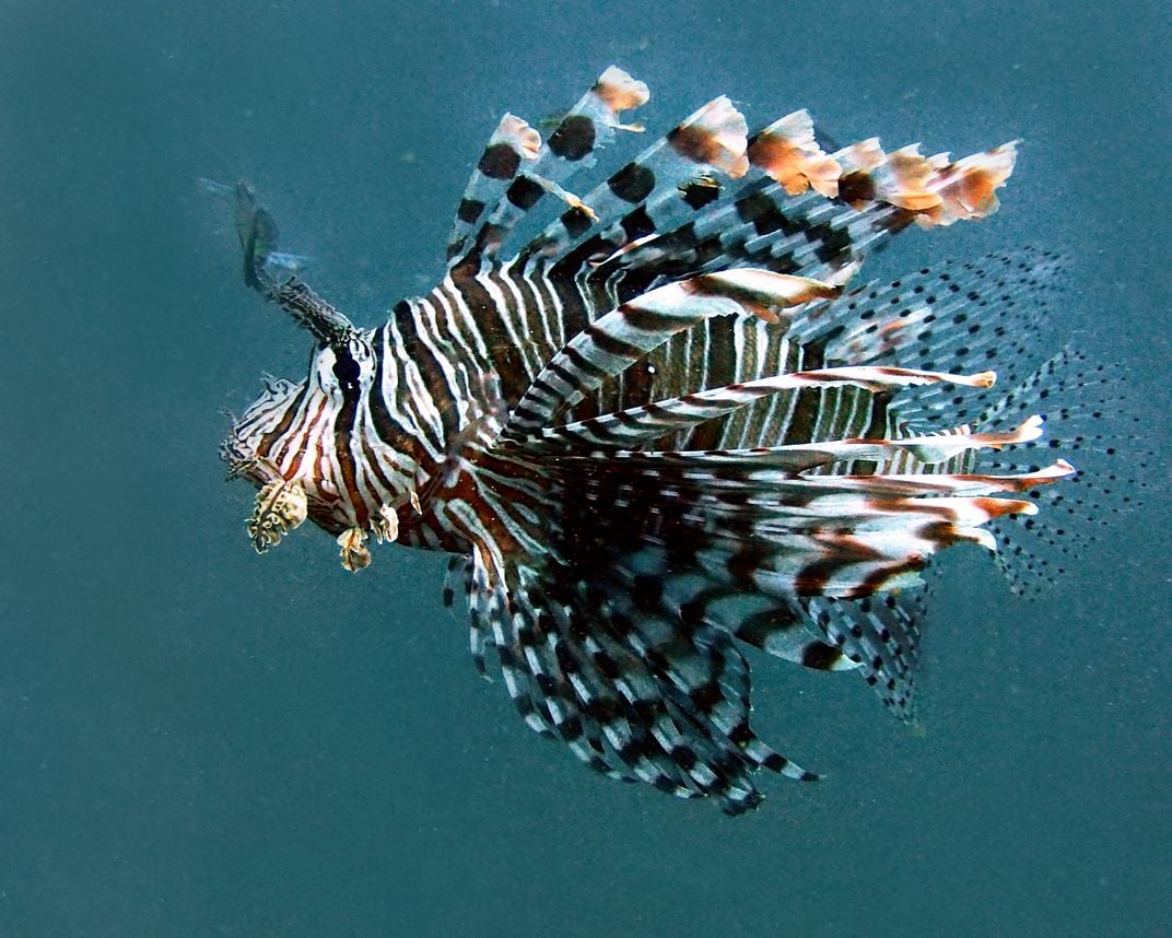 LIONFISH PORTRAIT | Smithsonian Photo Contest ...